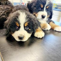Bernese Mountain Dog Puppies from Allison Thornton