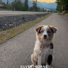 Australian Shepherd Puppies from Running Thunder Aussies