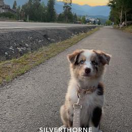 Australian Shepherd Puppies from Running Thunder Aussies