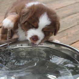 Australian Shepherd Puppies from Starlit Grove Australian Shepherds