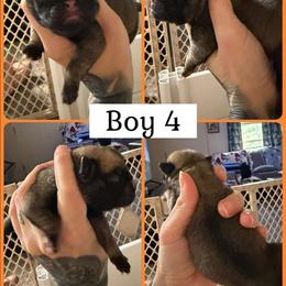 Boy 4 - Fawn male Pug puppy in Winter Haven, Florida from Lisa's Pugalicious Pugs