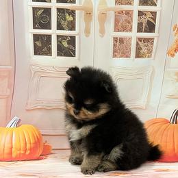 Isaac - Black and tan male Pomeranian puppy in Lyons, Georgia from Its a Poms Life Kennel