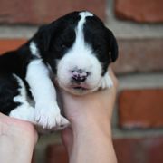 Boy 3 - male Bordoodle puppy in Indianapolis, Indiana from Indiana Bordoodles