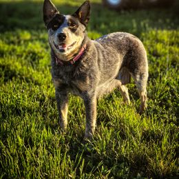 Naughty - Australian Cattle Dog