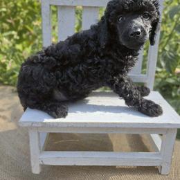 Elowyn - Black female Poodle puppy in Statesboro, Georgia from Briar Creek Kennels