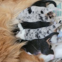 Collie Puppies from Katrina's Collies
