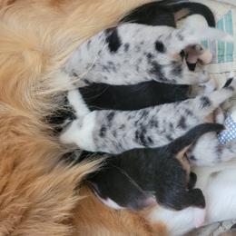 Collie Puppies from Katrina's Collies