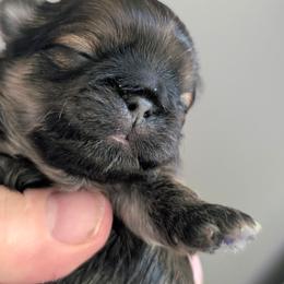 Simon - Brindle male Shih Tzu puppy in Lostant, Illinois from Bella's Babies