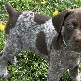 German Shorthaired Pointers from Carr's German Shorthair Pointer Pups