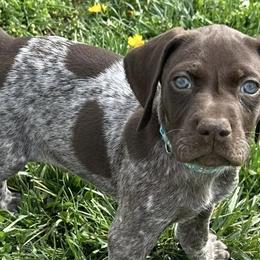 German Shorthaired Pointers from Carr's German Shorthair Pointer Pups