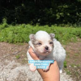 Merle parti blue eyes 3209 pet only - Blue merle male Pomeranian puppy in Kentucky from Em&M Pomeranians