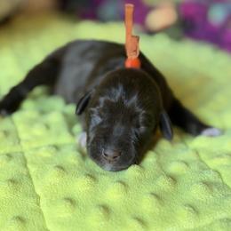 Winston - Liver male Miniature Schnauzer puppy in Brownwood, Texas from Texas Dreams Mini Schnauzers