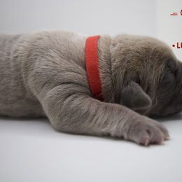 Boy 3 - Fawn Cane Corso puppy in California from Capital Corsos