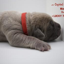 Boy 3 - Fawn Cane Corso puppy in California from Capital Corsos