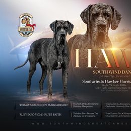 Hawk - Great Dane