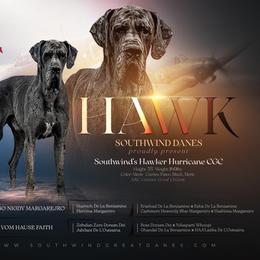Hawk - Great Dane