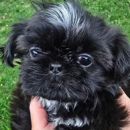 Black white necklace girl - Black female Shih Tzu puppy in Modesto, California from Debbie's Darling Shih Tzus