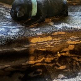 Turquoise - Black female Labrador Retriever puppy in Lawton, Michigan from DuckAlly Kennel