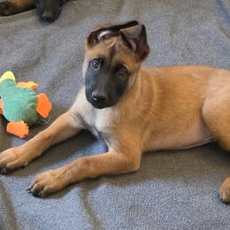 Orange - Fawn male Belgian Malinois puppy in Chesterfield, Virginia from Love Belgian Malinois