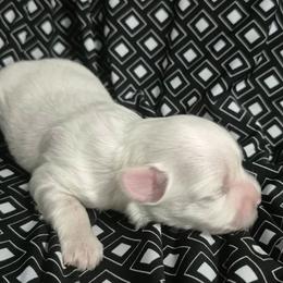 Milady - White female Maltese puppy in Austin, Texas from Austin Maltese Babies