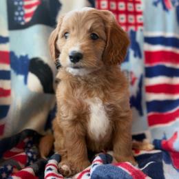 Barley - Apricot male Goldendoodle puppy in Mayville, Michigan from Guiding Light Doodles