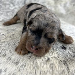 Girl 3 - Blue merle female Aussiedoodle puppy in Dysart, Iowa from Graceful Acres