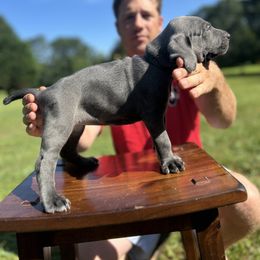 Mr. Green - Blue male Weimaraner puppy in Appling, Georgia from Georgia Line Weimaraners