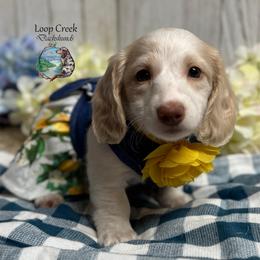 Dove - Piebald female Dachshund puppy in Fayetteville, West Virginia from Loop Creek Dachshunds