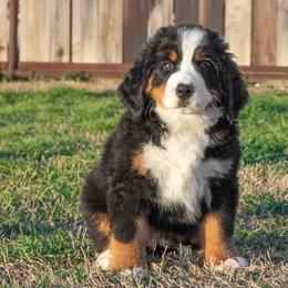 Bernese Mountain Dog Puppies from Berner Dynasty