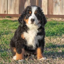Bernese Mountain Dog Puppies from Berner Dynasty