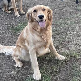 ADULT DOG - Remi - Golden female Golden Retriever puppy in Spanaway, Washington from 11 Oaks Kennels