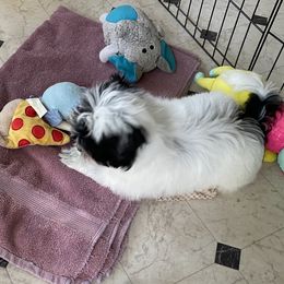 Havanese Puppies from Coraz’on Havanese