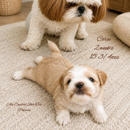 Coree - Cream and white female Shih Tzu puppy in Maize, Kansas from Air Capital Shih Tzu Puppies