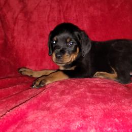 Rottweiler Puppies from Von Haus of Pearl