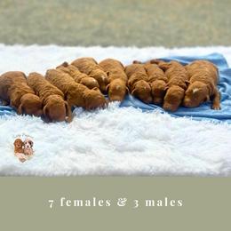 Haven - Red  female Goldendoodle puppy in Atlanta, Georgia from Teddy Puppies
