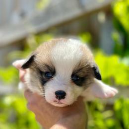 Female 1 - Sable female Pembroke Welsh Corgi puppy in Hueytown, Alabama from AAA Corgis