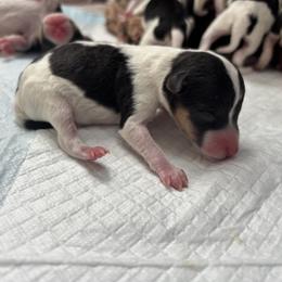 Wire Fox Terrier Puppies from A day in the life of a wire fox terrier