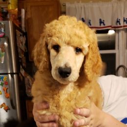 Poodle Puppies from Shallow Bay Standard Poodles