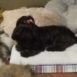 Lulu - Shih Tzu