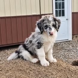 Arby - Blue merle male Bordoodle puppy in Fredericktown, Ohio from Brisby Bordoodles