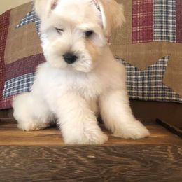 Miniature Schnauzer Puppies from Round Peak Schnauzers