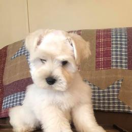 Miniature Schnauzer Puppies from Round Peak Schnauzers