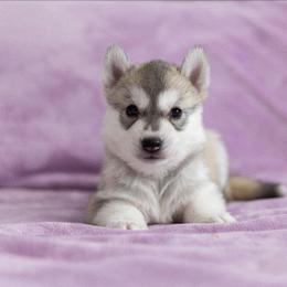 Twinkle - Gray and white female Siberian Husky puppy in North Miami, Florida from Kardrovi Siberians