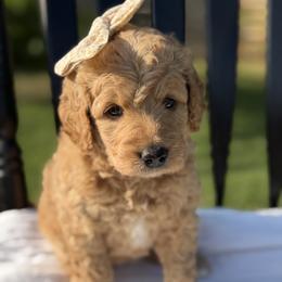 Turquoise - Red  female Goldendoodle puppy in Bethany, Oklahoma from Daisy Mae Doodles