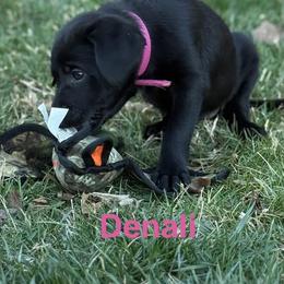 Denali Hot Pink collar, female - Black female Labrador Retriever puppy in Moore, Oklahoma from Okiehuntinboyz Labrador Retrievers