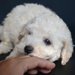 Turner (AKC) - White male Poodle puppy in Rainbow City, Alabama from Misioh Poodles