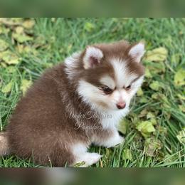 Pomsky Puppies from Under The Sea Pomskies