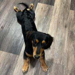 Ellie - Dachshund