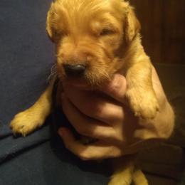 Golden Retriever Puppies from Gingersnap Golden Retrievers