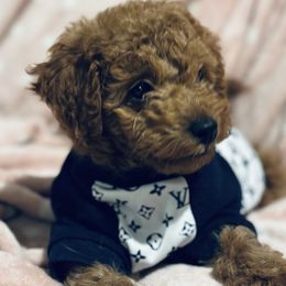 Cardi - Poodle